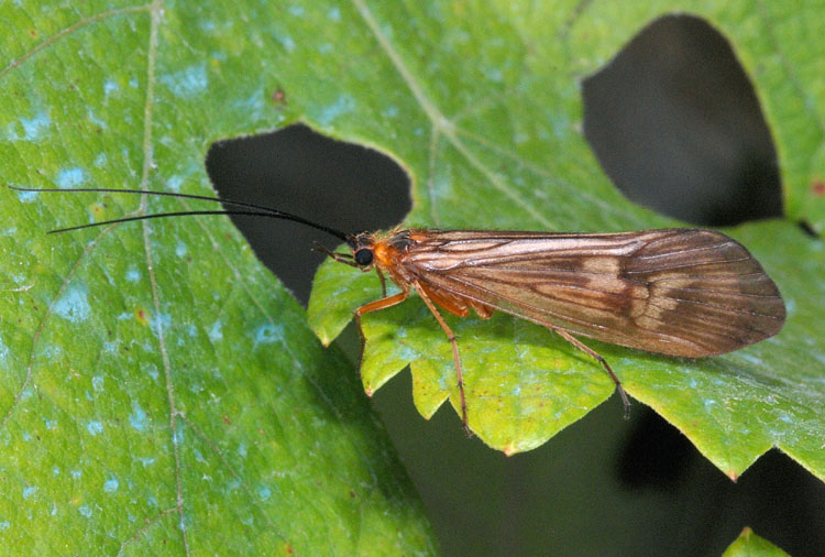 Limnephilidae: Potamophylax sp.